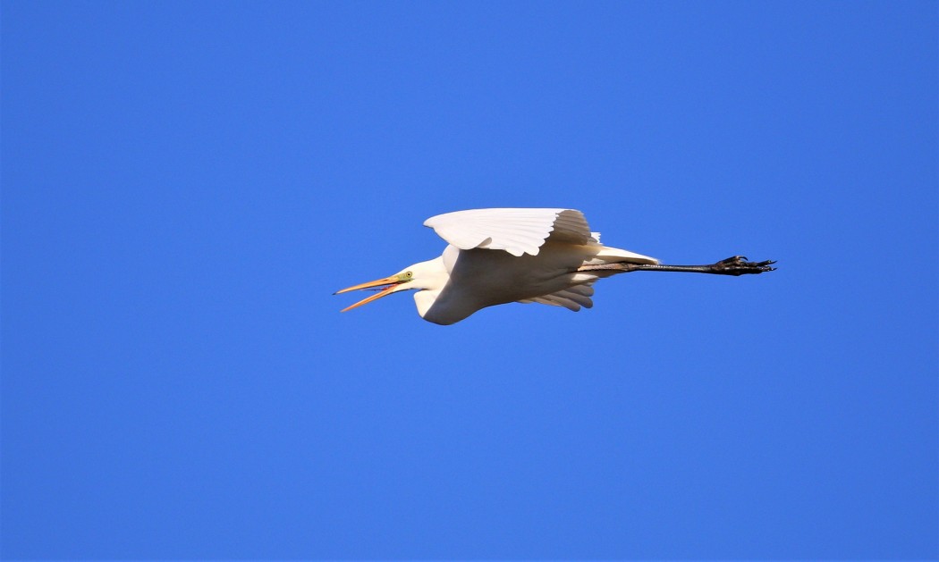 Büyük ak balıkçıl