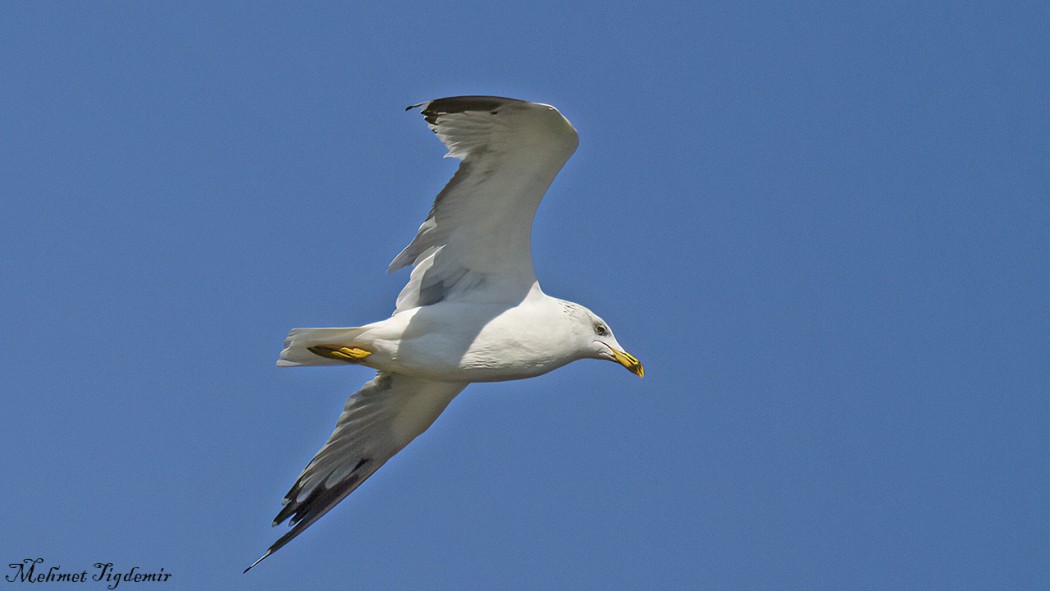 Van gölü martısı
