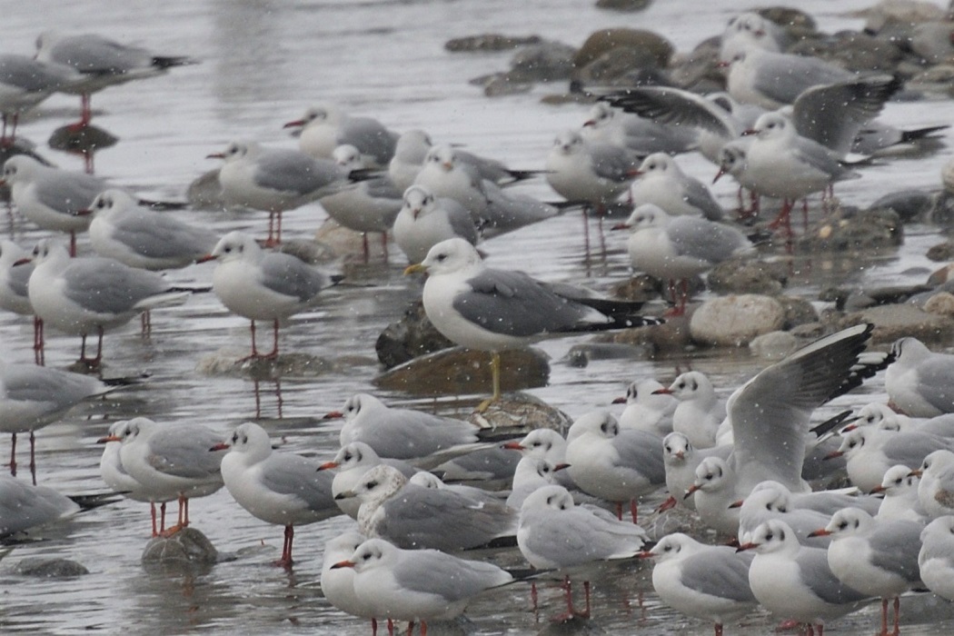 Küçük gümüş martı