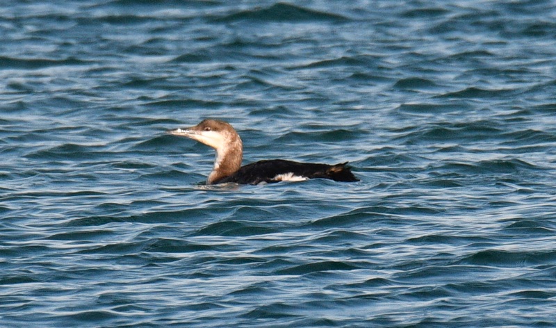 Karagerdanlı dalgıç