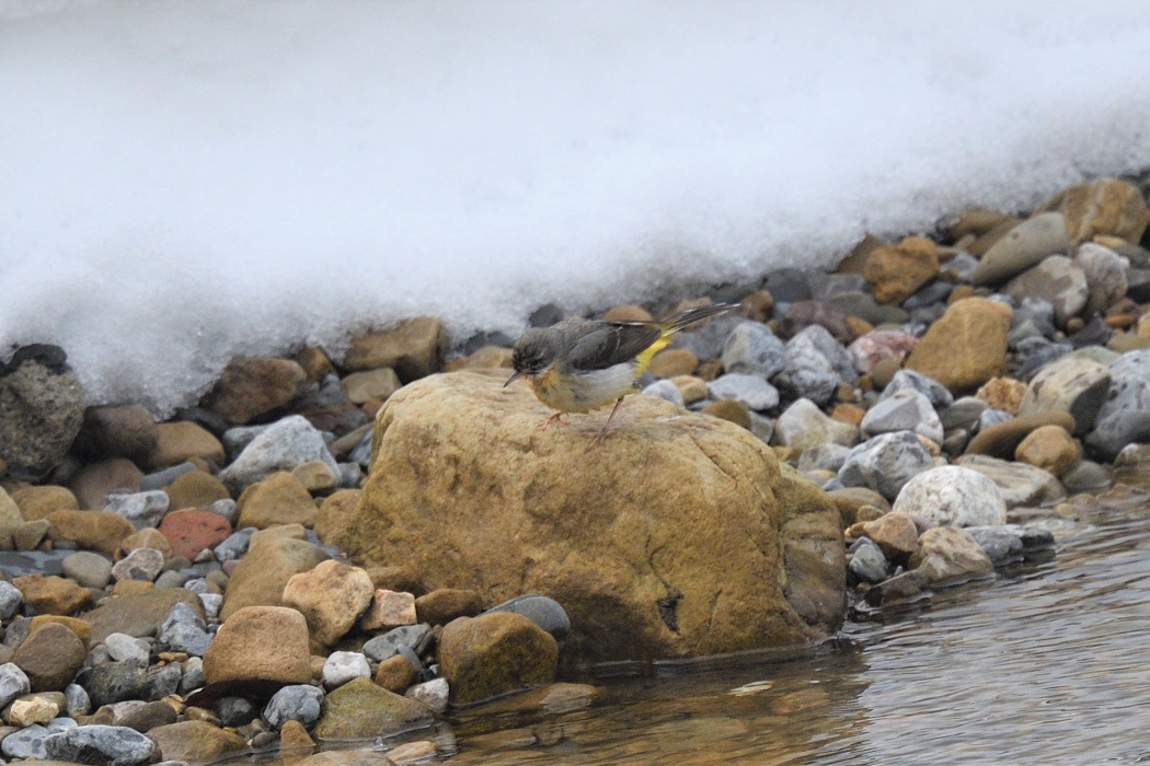 Dağ kuyruksallayanı