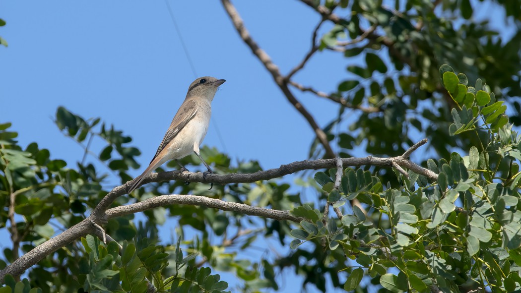 Türkistan örümcekkuşu