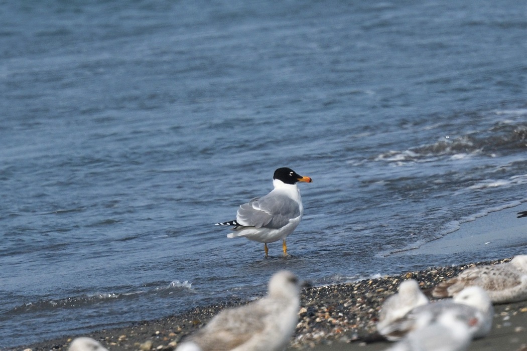 Büyük karabaş martı