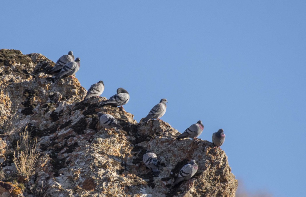 Kaya güvercini