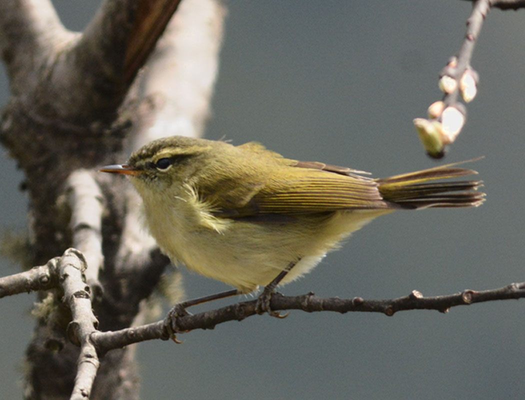 Yeşilimsi çıvgın