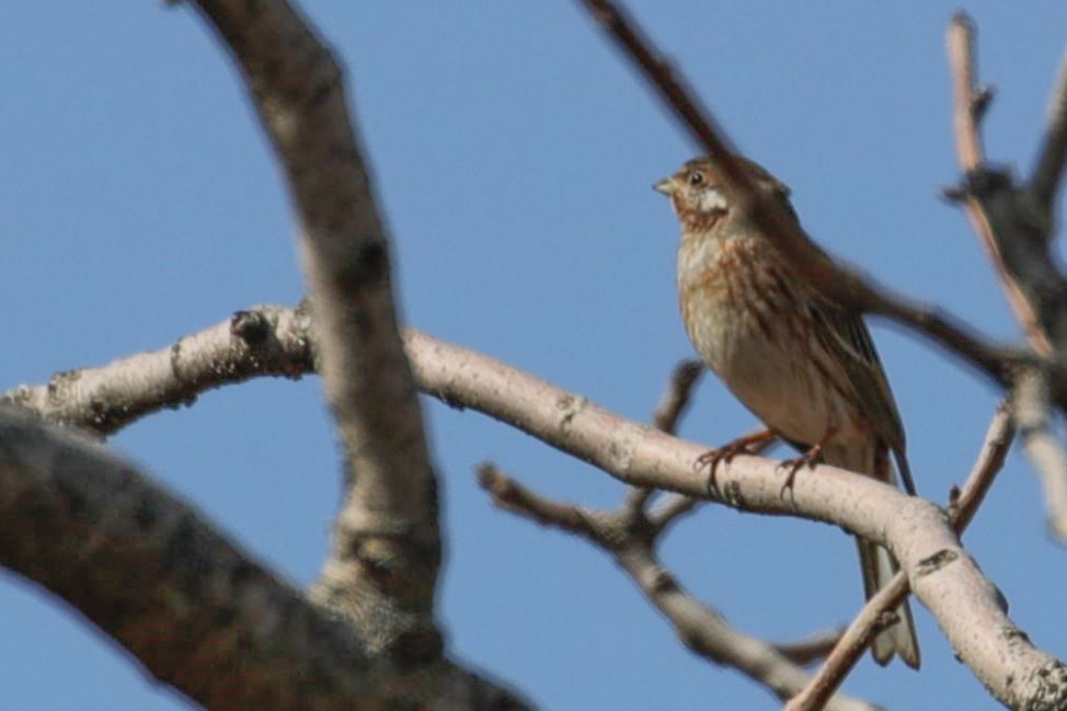 Akbaşlı kirazkuşu
