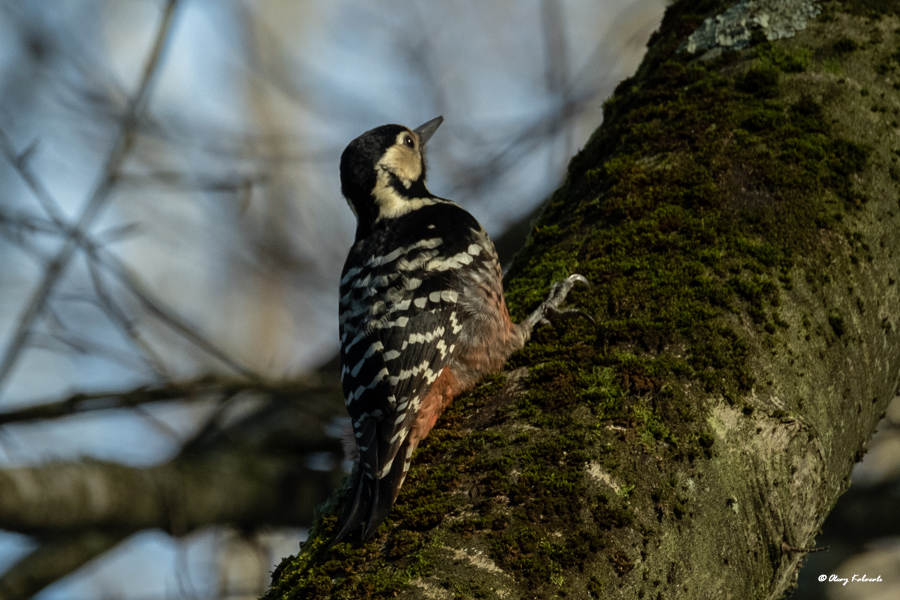 Aksırtlı ağaçkakan