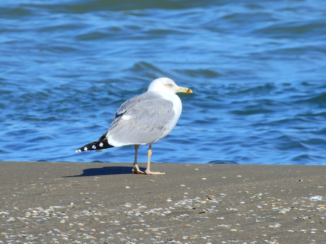 Kuzey gümüş martı