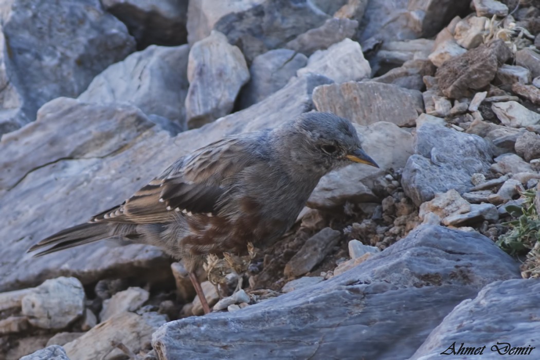 Büyük dağbülbülü