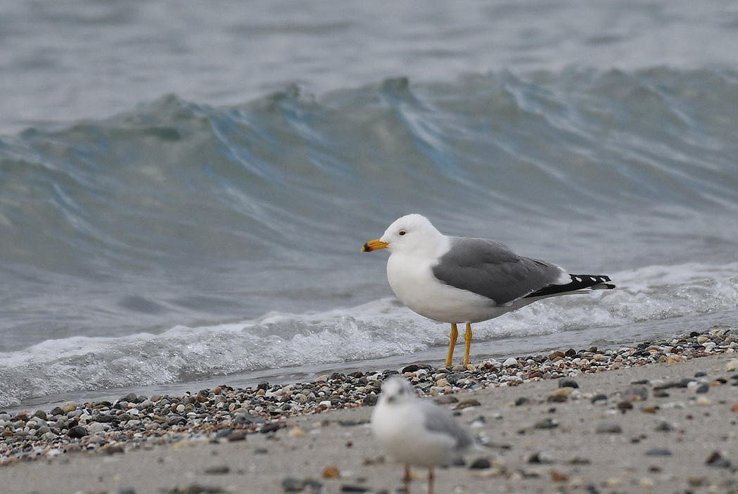 Van gölü martısı
