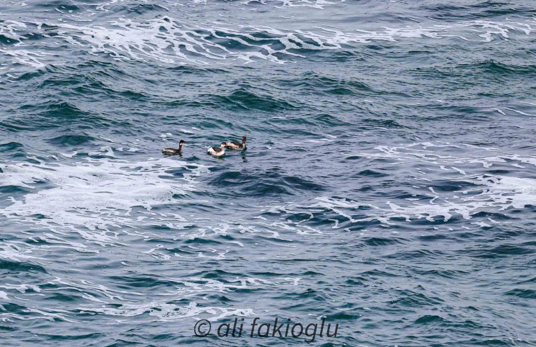 Karaboyunlu batağan