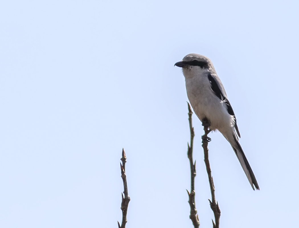 Büyük örümcekkuşu