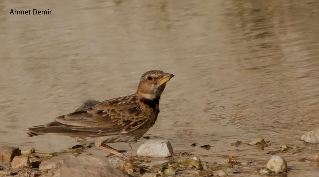 Küçük boğmaklı toygar