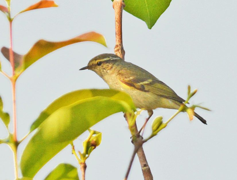 Sarıkaşlı çıvgın