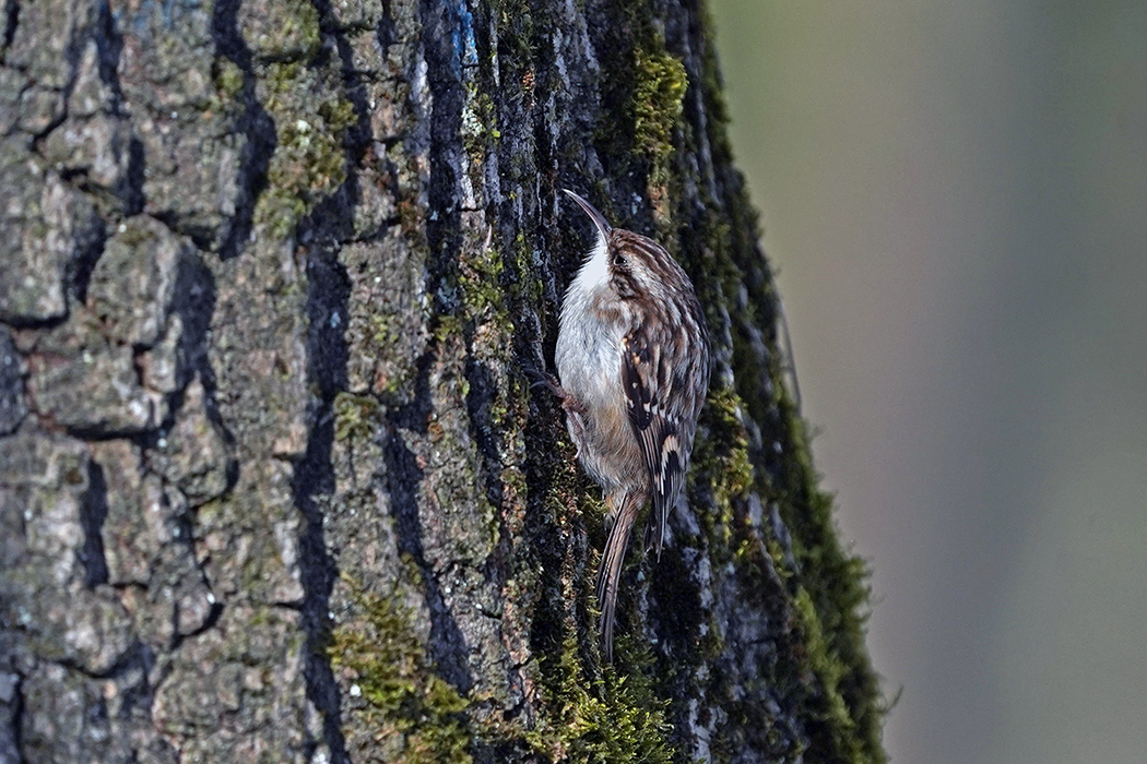 Bahçe tırmaşıkkuşu