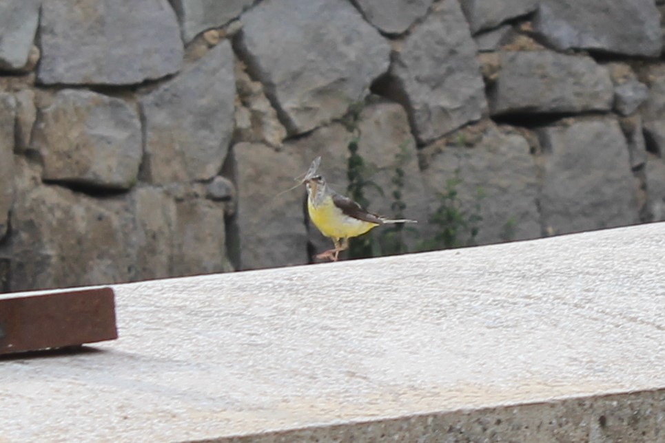 Dağ kuyruksallayanı