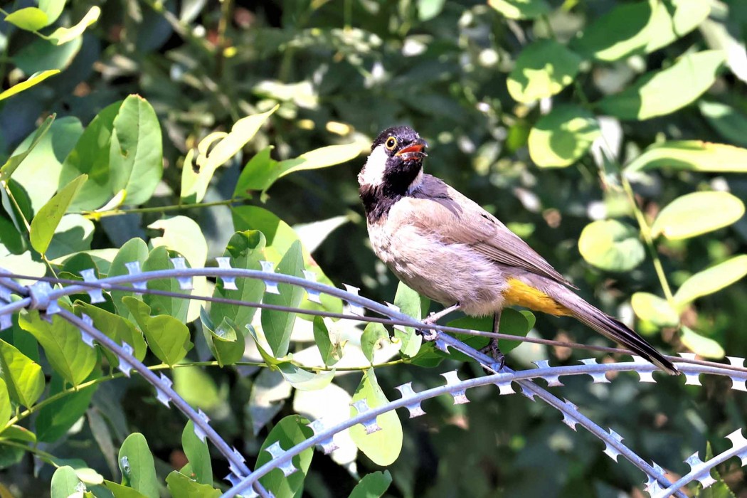 Akyanaklı arapbülbülü