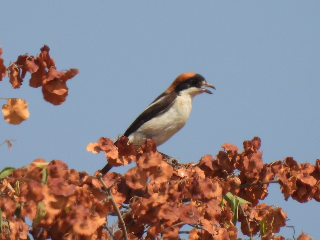 Kızılbaşlı örümcekkuşu