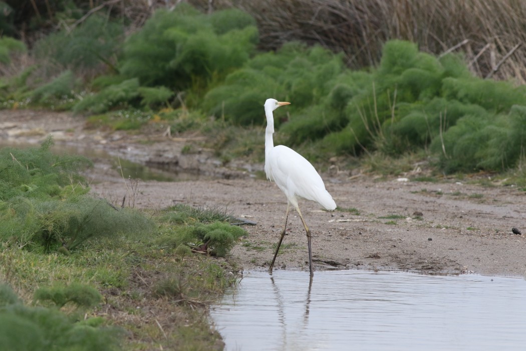 Büyük ak balıkçıl
