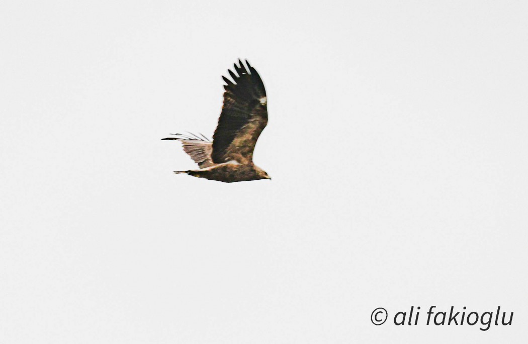 Küçük orman kartalı