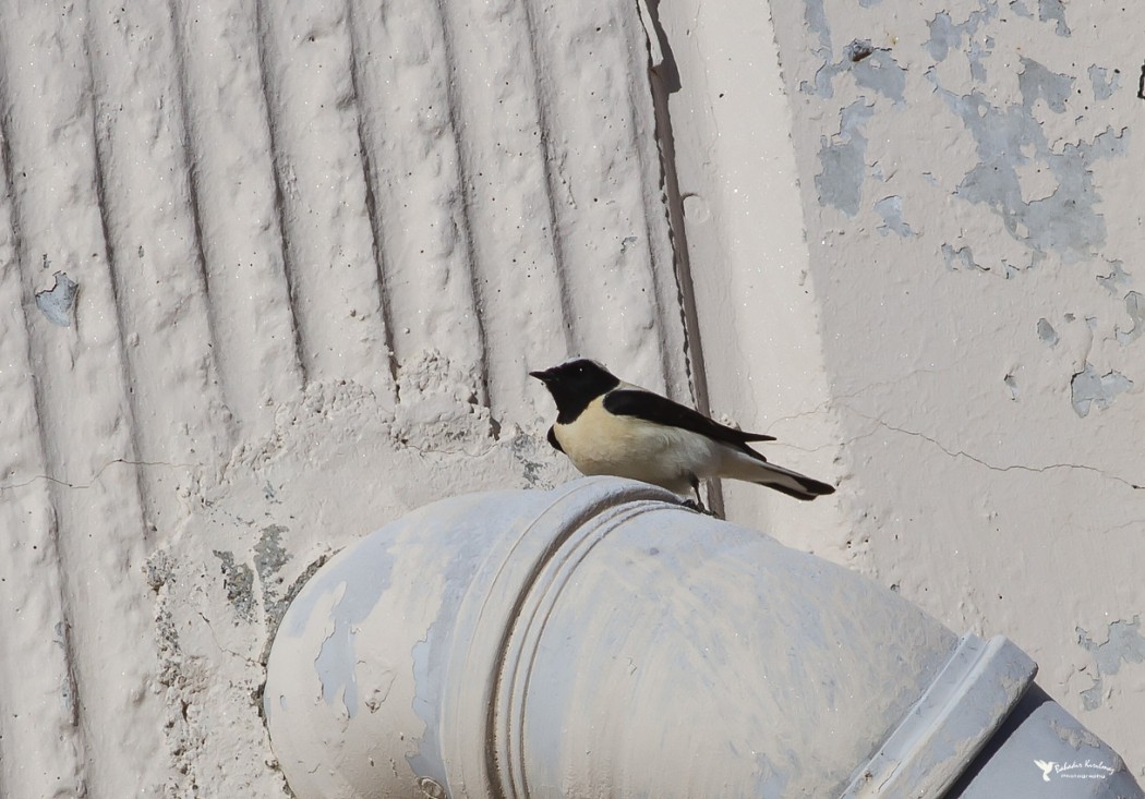 Karakulaklı kuyrukkakan