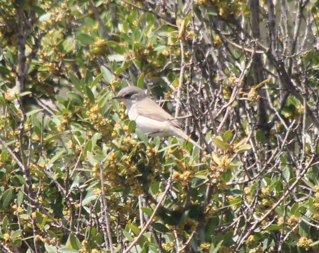 Küçük akgerdanlı ötleğen