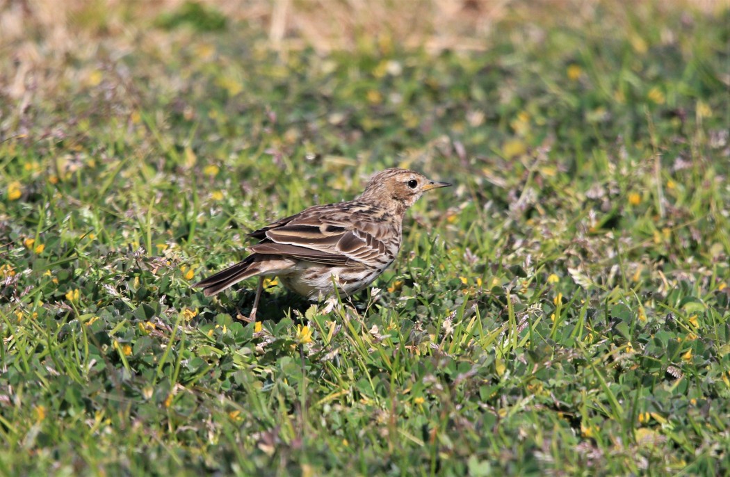 Kızılgerdanlı incirkuşu