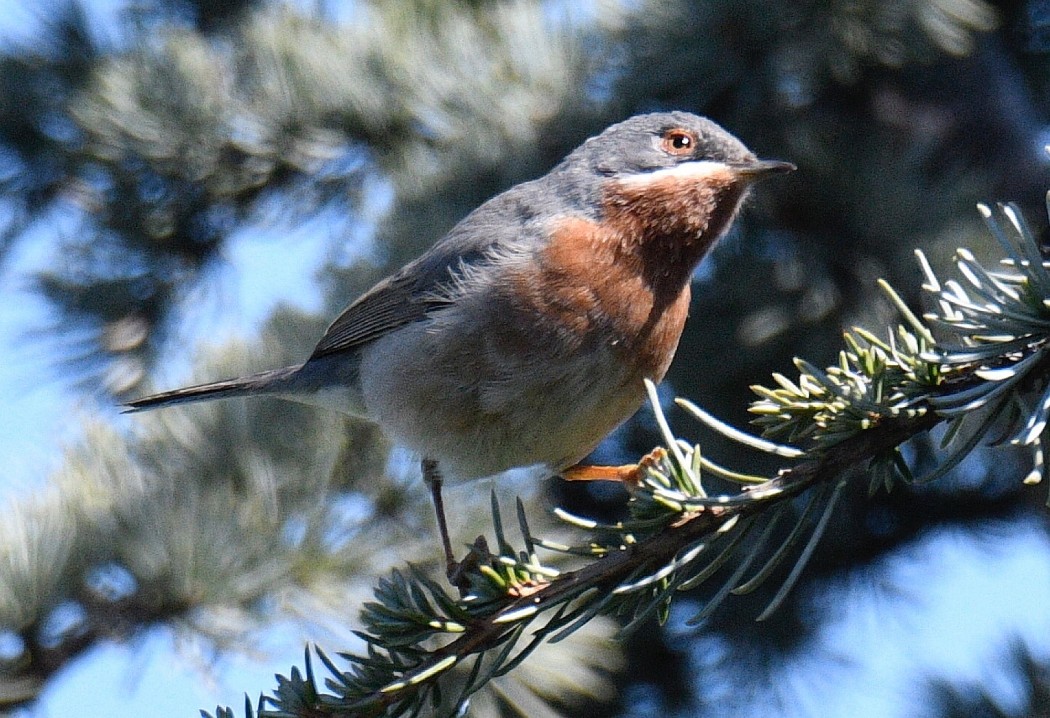 Bıyıklı ötleğen