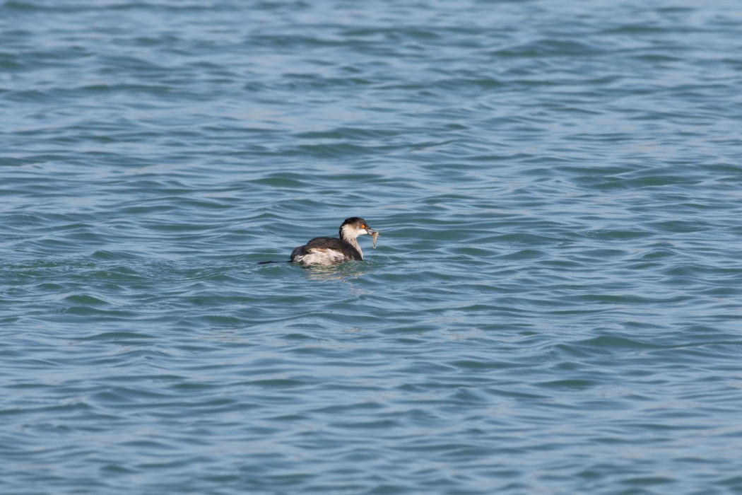 Karaboyunlu batağan