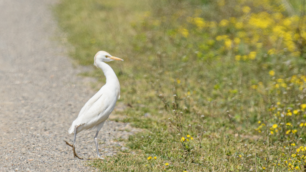 Sığır balıkçılı
