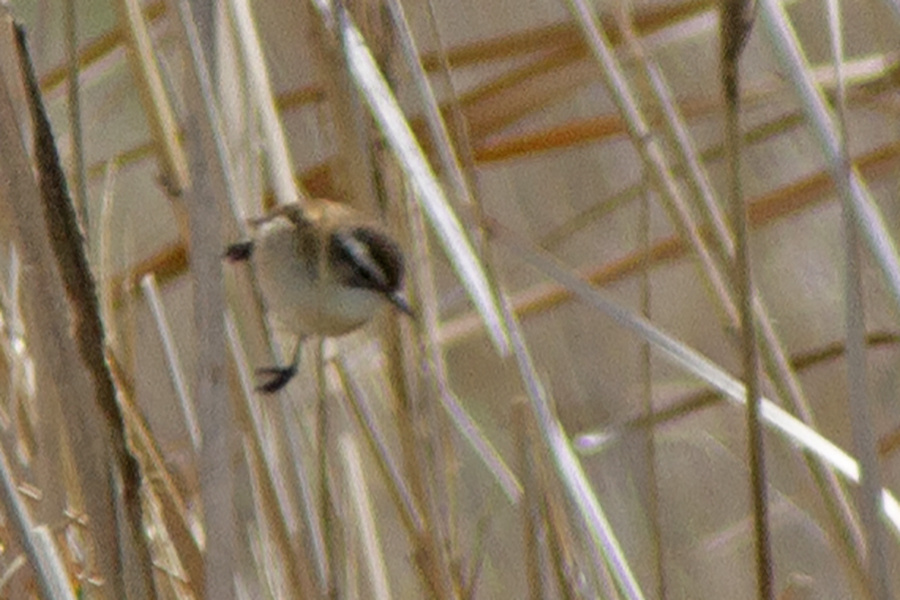 Bıyıklı kamışçın