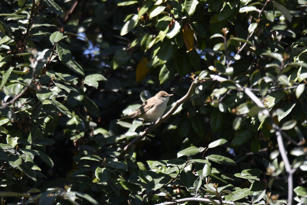 Çalı kamışçını