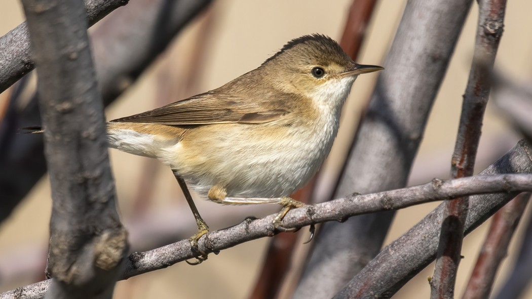 Çalı kamışçını