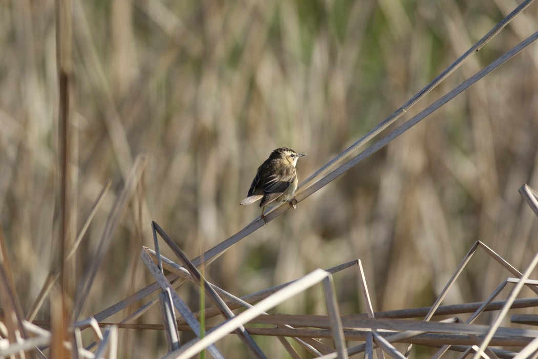 Kındıra kamışçını