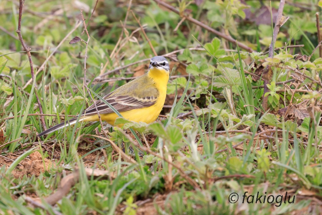 Sarı kuyruksallayan