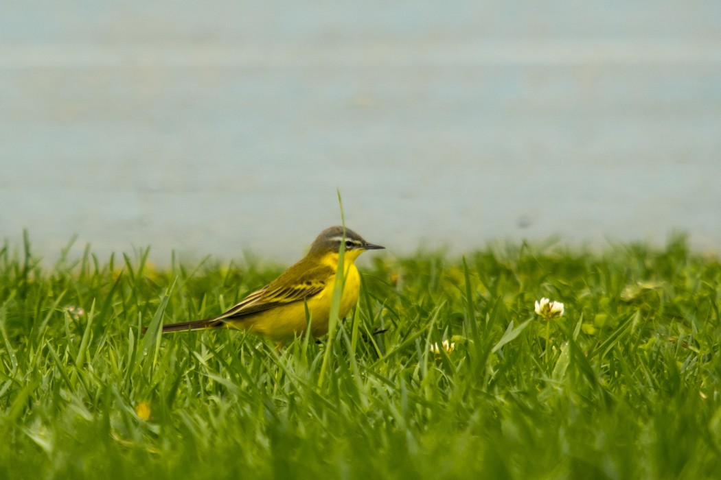 Sarı kuyruksallayan