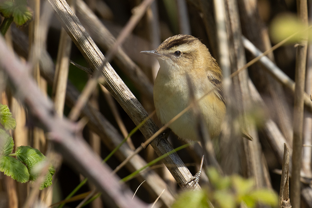 Kındıra kamışçını