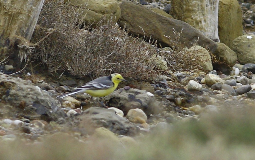 Sarıbaşlı kuyruksallayan