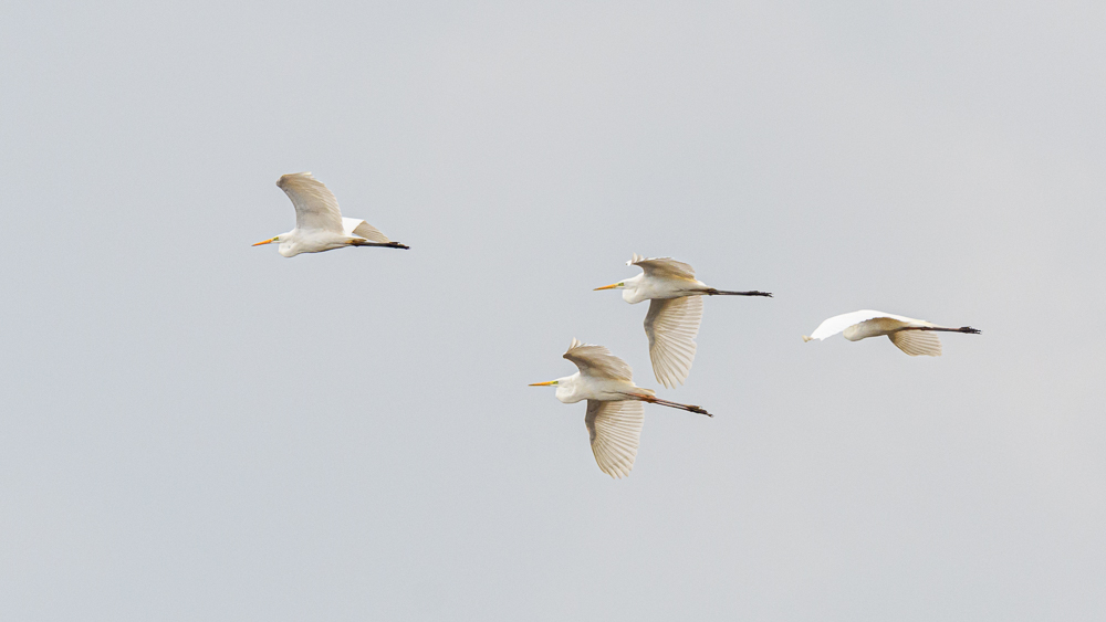 Büyük ak balıkçıl
