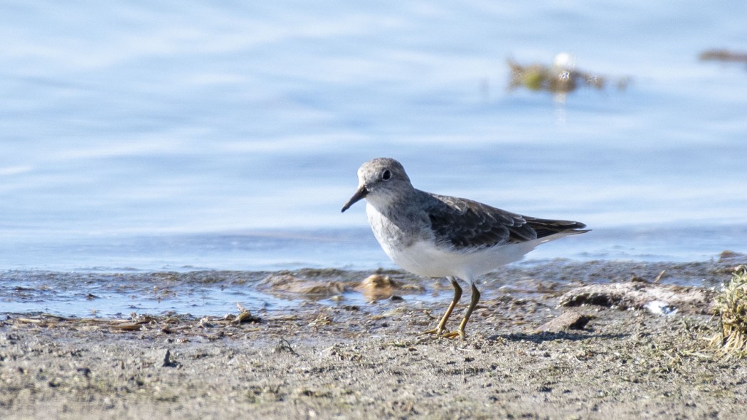 Sarıbacaklı kumkuşu