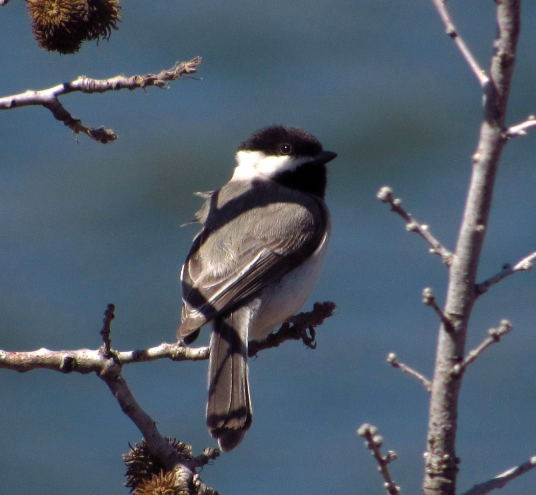Akyanaklı baştankara
