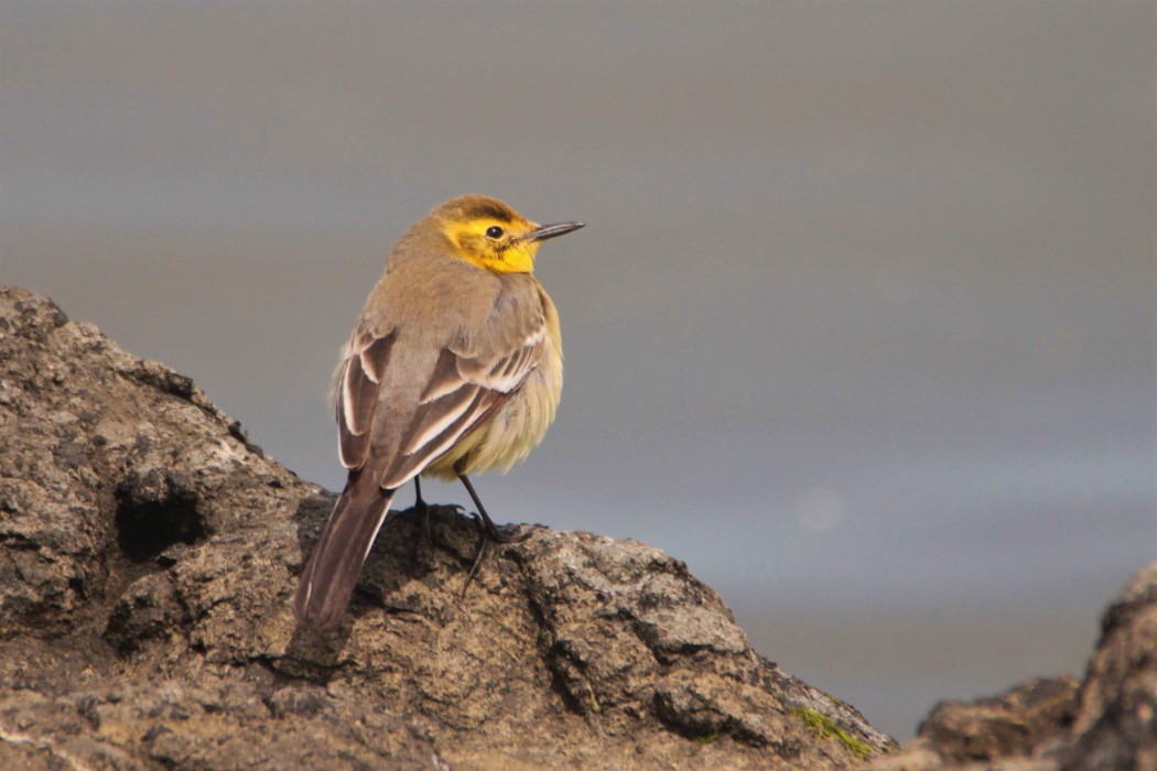 Sarıbaşlı kuyruksallayan