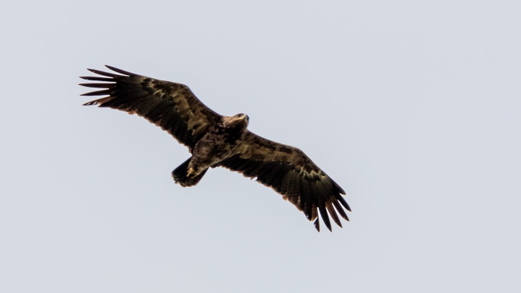 Küçük orman kartalı