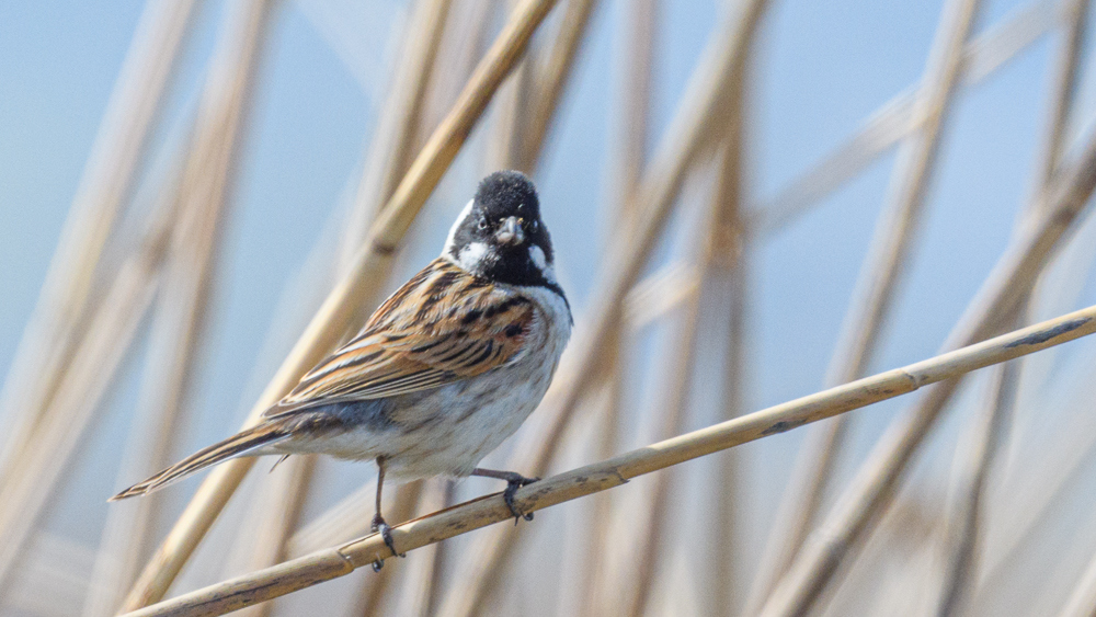 Bataklık Kirazkuşu