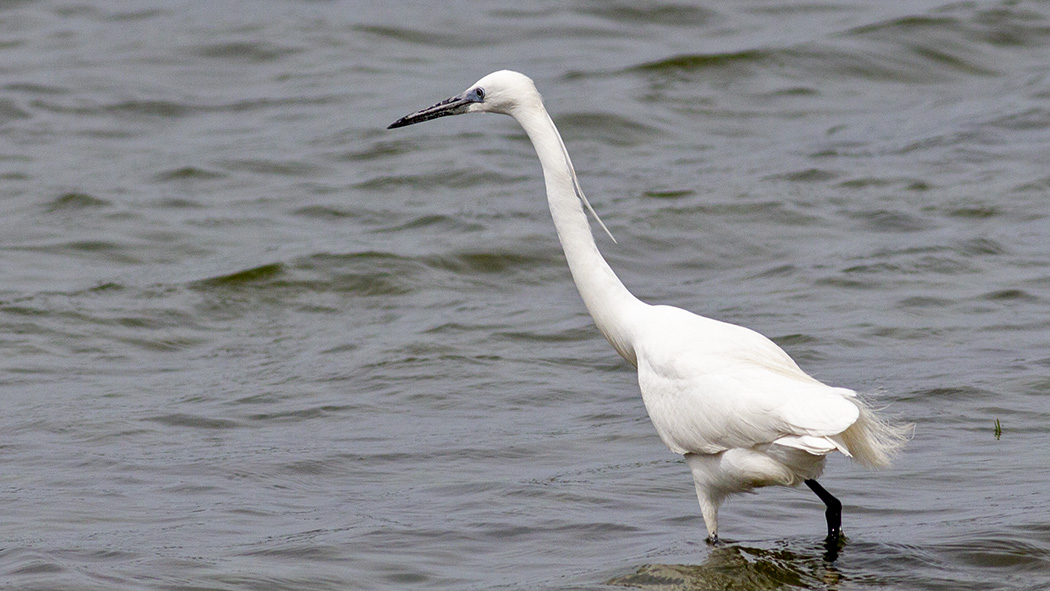 Küçük ak balıkçıl