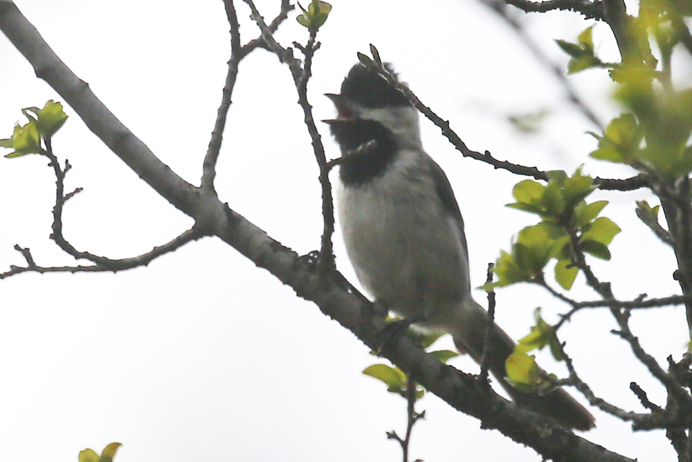 Akyanaklı baştankara