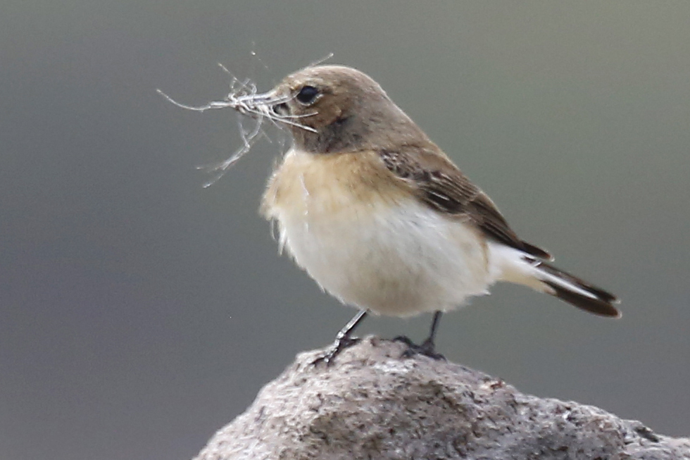 Karakulaklı kuyrukkakan