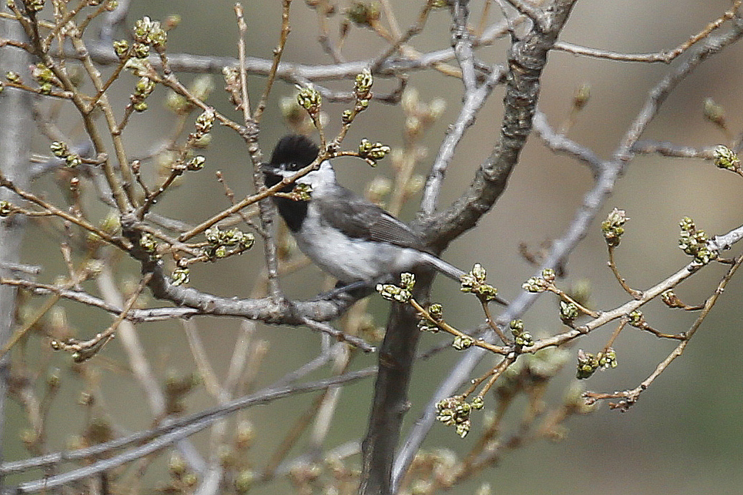 Akyanaklı baştankara