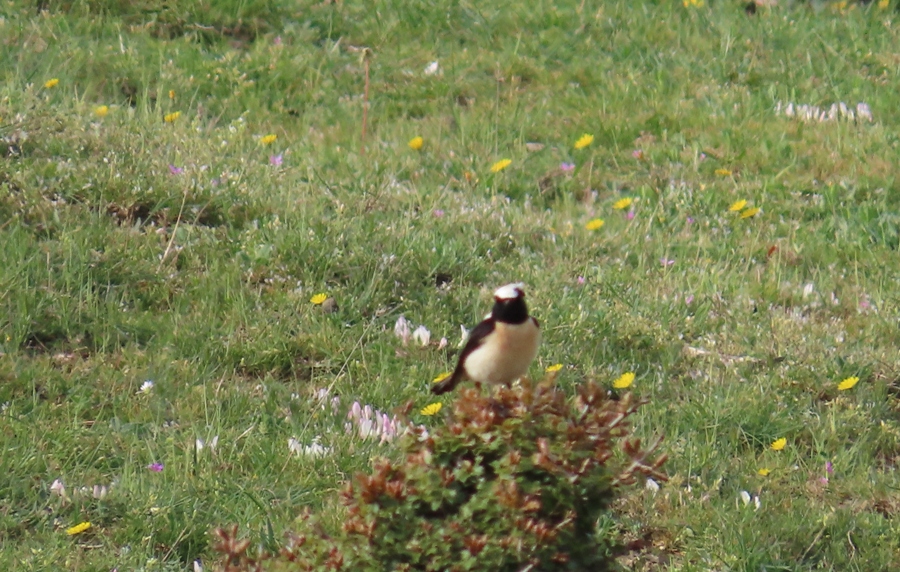 Karakulaklı kuyrukkakan