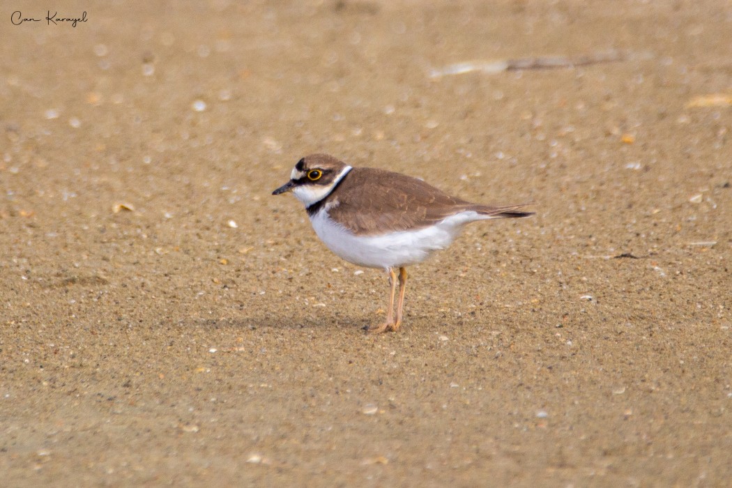 Halkalı küçük cılıbıt